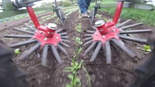 Planet Jr cultivating spinach with Steketee finger weeders [upl. by Ardiekal658]