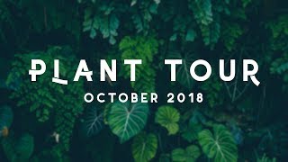 Houseplant Tour  October 2018  Kaylee Ellen [upl. by Scharaga470]