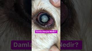 Damla Alerjisi Nedir veterinaria veteriner veterinergöz [upl. by Hurlow]