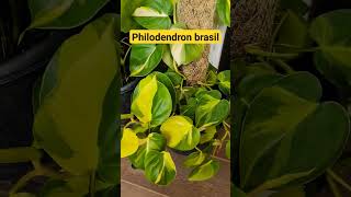 Philodendron brasil beautiful plant easy to maintain plant [upl. by Newob]