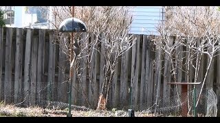 How To Keep Squirrels Out Of Bird Feeders [upl. by Anivid]