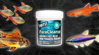 How to Treat Fish with Internal Parasites  Skinny Disease Bloating White Stringy Poop [upl. by Picker897]