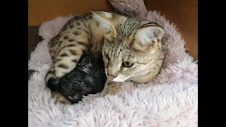 Our F1 Savannah Cat Queen Fee gave birth to a new litter of wonderful furballs 🦁🦁🦁 [upl. by Halli]