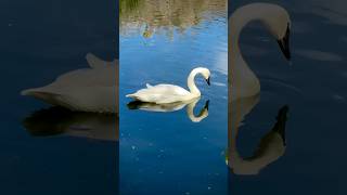 Trumpeter Swan 🦢 swan nature wildlife naturelovers nature outdoors wildlifephotography [upl. by Hera]