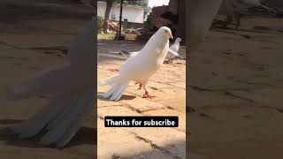 Kabootarbaazi video  best Pigeon shorts [upl. by Atteynot196]