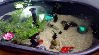 Small Indoor Goldfish Pond  Good Times [upl. by Nitsyrc]