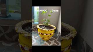 Tulasi mokka🌱🌻youtubeshorts tulsi [upl. by Navak]