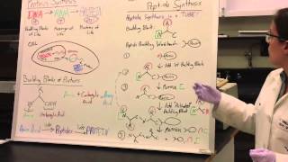 Protein Synthesis Demo pt1  Solid Phase Peptide Synthesis [upl. by Pelagias228]