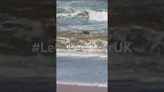 Seals at Horsey Beach Norfolk seal beach animals wildlife ocean seallife [upl. by Anitnahs905]