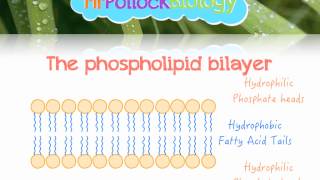 The Fluid Mosaic Model of the Cell Membrane [upl. by Annaear408]