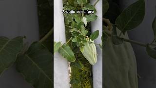 Araujia sericifera 🌿 flowers jardin gardeningflowers garden [upl. by Dustman]