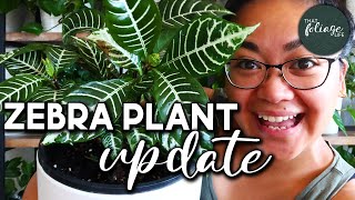 Zebra Plant Propagation Update Aphelandra Squarrosa [upl. by Arul]