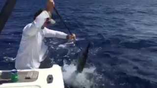 Customer Video Gaffing a Wahoo with a Marsh Tacky Carbon Gaff [upl. by Jaymie]