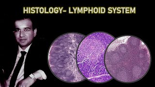 HISTOLOGY OF LYMPHOID SYSTEM Dr Ashwani Kumar [upl. by Nerland680]