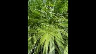 Plant ID Cabbage Palm Livistona australis [upl. by Abihsot]