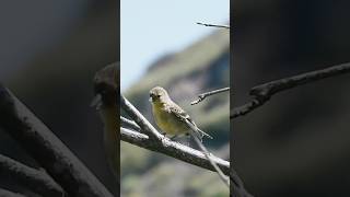 Lesser Goldfinch fledgling vocalizing Lake Poway CA birds wildlife nature babybird [upl. by Yme]