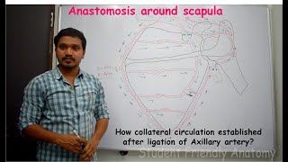 Anastomosis around scapula amp Establishment collateral circulation after ligation of Axillary artery [upl. by Claudell]