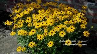 Rudbeckia fulgida var deamii  Bluebell Nursery [upl. by Nnaaras]