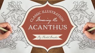 Classic Illustration  Drawing the Acanthus [upl. by Goober742]