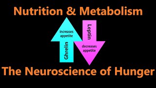 The Neuroscience of Hunger  Leptin Ghrelin Obesity and Regulating Hunger [upl. by Pearman]