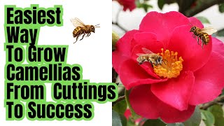 How To Grow Camellias From Stem Cuttings  Using Multiple Potting Methods To Guarantee Success [upl. by Mallen]