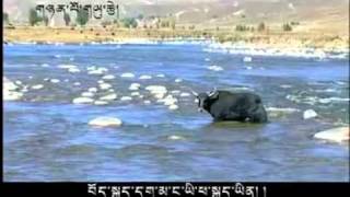 Tibetan song by Sherten 2011 new song All of us [upl. by Jat18]