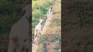 Me goat 🐐🐐 cute animals goat [upl. by Maxentia]