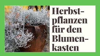 Die 19 schönsten Herbstpflanzen amp Winterpflanzen für den Blumenkasten [upl. by Flavius707]