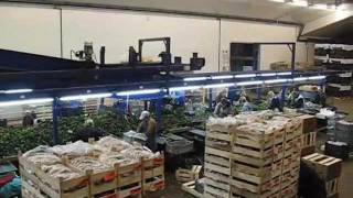 Processing line for strawberry tray plants  GEGE machinebouw bv [upl. by Ecirtaemed]