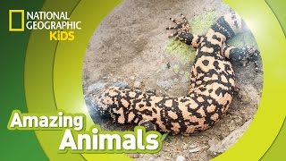 Gila Monster  Amazing Animals [upl. by Hung]