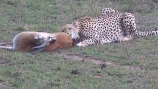 Cheetah hunting a Thompsons Gazelle in Masai Mara Game Reserve Kenya [upl. by Lemaceon]