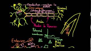 Conducción saltatoria en neuronas [upl. by Dorice]