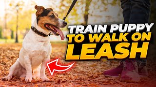 How to Train Any Puppy To Walk On Leash [upl. by Pimbley]