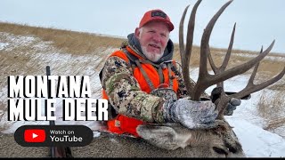 Montana Public Access Mule Deer  DIY BMA [upl. by Lodge]