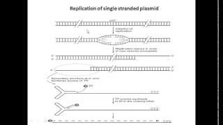 Replication of single stranded plasmids [upl. by Hegarty]