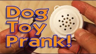 Dog Toy Prank [upl. by Felicio]