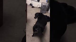 Twerking Dog Shows Off For Camera [upl. by Marielle]