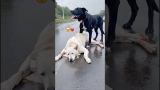 Very Sad Dog Wife Accident🥺💔 be careful drive🙏 youtubeshorts dog sad pets trending [upl. by Noirred]