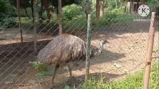 Guwahati zoo camel Bird vedio [upl. by Fredi]