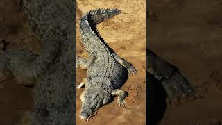 Worlds Oldest Crocodile [upl. by Gensmer]