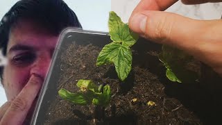 Hawaiian Baby Woodrose Grow Day 15 [upl. by Leuneb421]