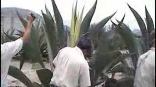 The Agave Harvest [upl. by Onit]