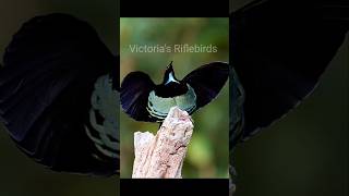 Victorias Riflebirds victoria riflebird birdsofparadise short viralvideo [upl. by Mok]