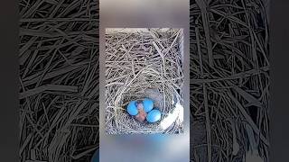 Time Lapse  From Hatchling to Fledgling birds nature bluebirds birdslover birdnest [upl. by Atiram]