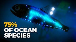 Why Is Almost All Bioluminescence in the Ocean [upl. by Tra]