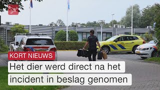 Vorige week overleden baby blijkt doodgebeten door hond  Omroep Flevoland [upl. by Tnahsin619]