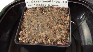 Planting Lithops otzeniana cv Cesky Granat And Lithops lesliei cv quotFreds Redhornquot Seeds [upl. by Nottap443]