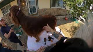 Show Grooming Irish Setters with Eric Salas [upl. by Nivonod]