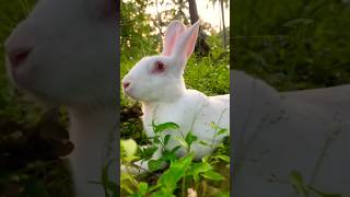 മിട്ടു 🐇PART 3മിട്ടുവിന് എന്താണ് സംഭവിച്ചത് 😥short [upl. by Muhcon654]