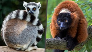 Lemurs of Madagascar What they want [upl. by Whetstone276]